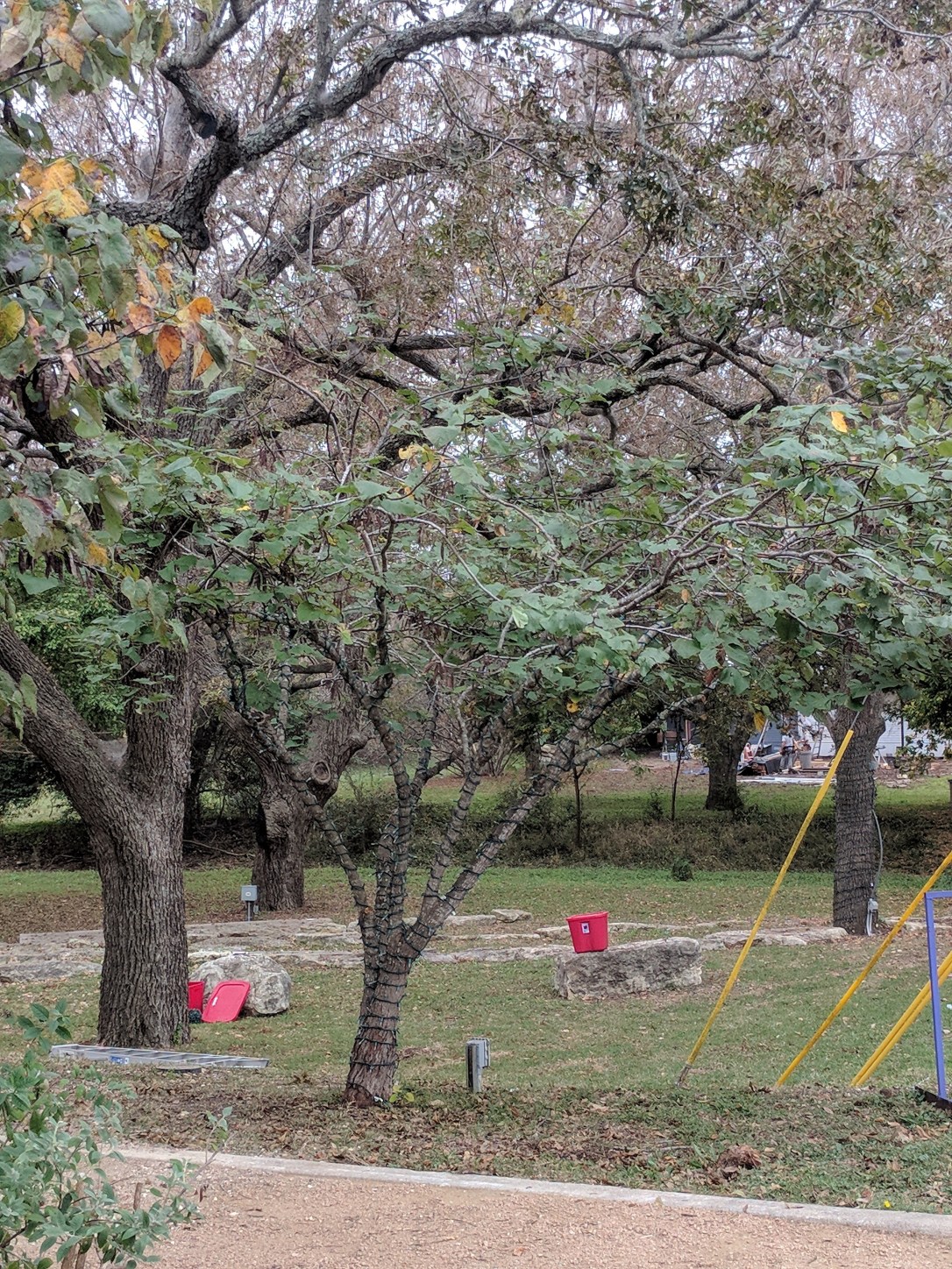 IMG_20171107_105631 (1)