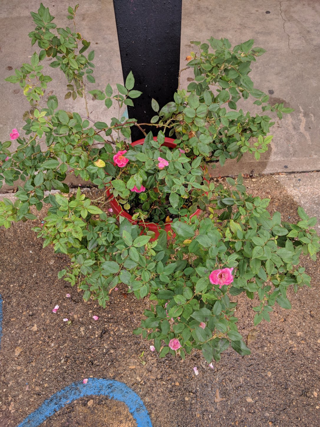 IMG_20171114_095253 (1)