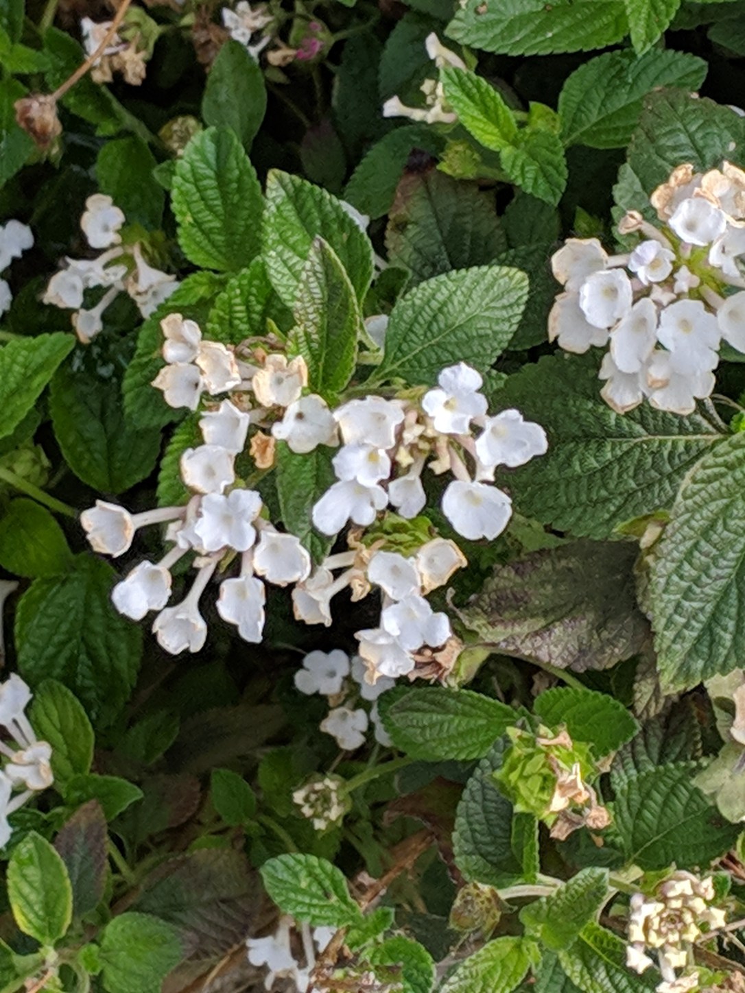 00000IMG_00000_BURST20190319102959773_COVER