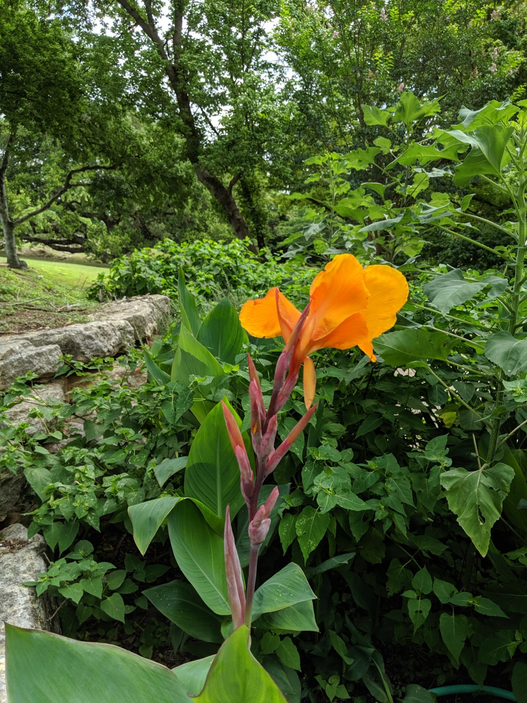 IMG_20190606_123357 (1)