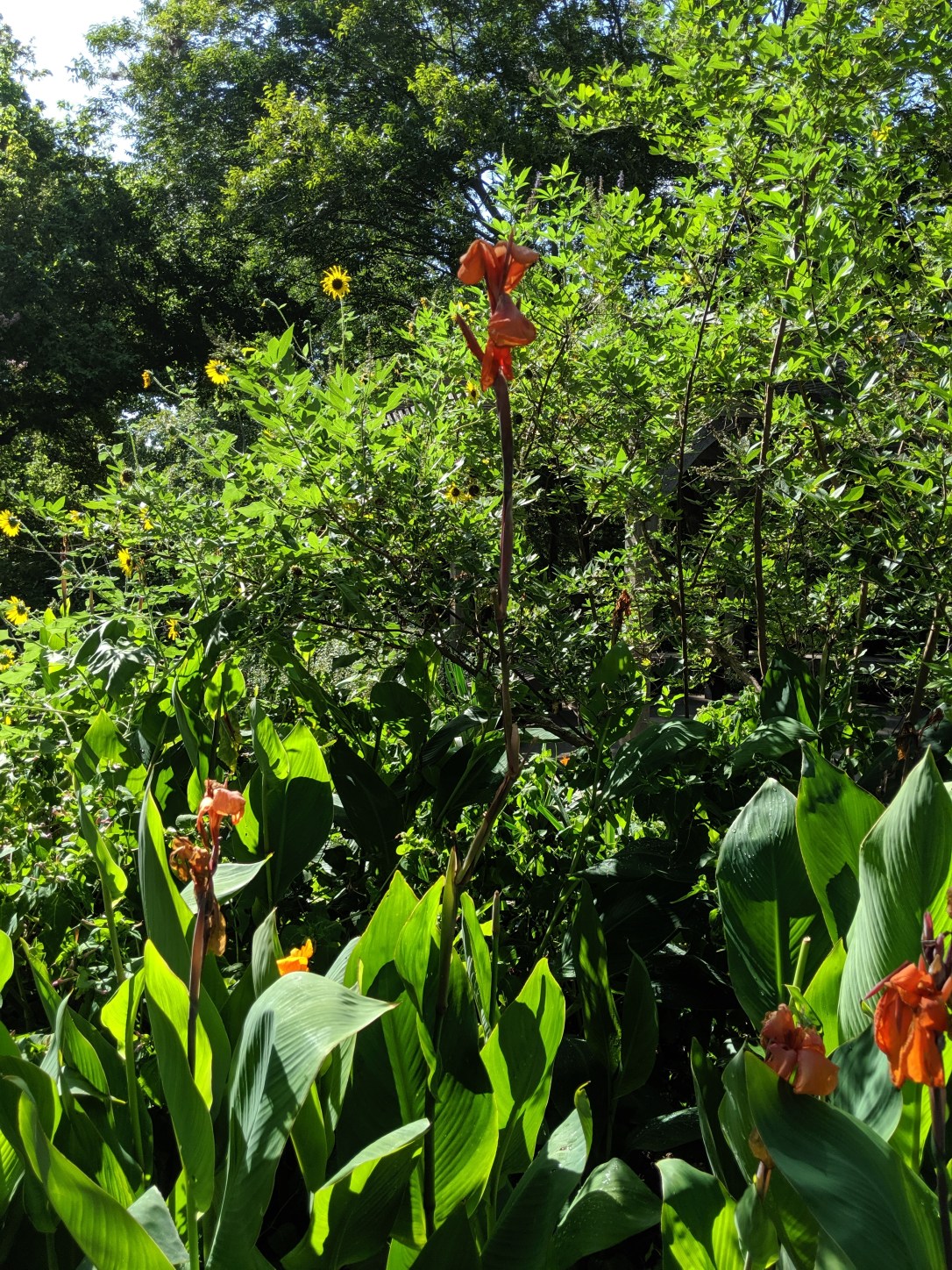 MVIMG_20190730_101210