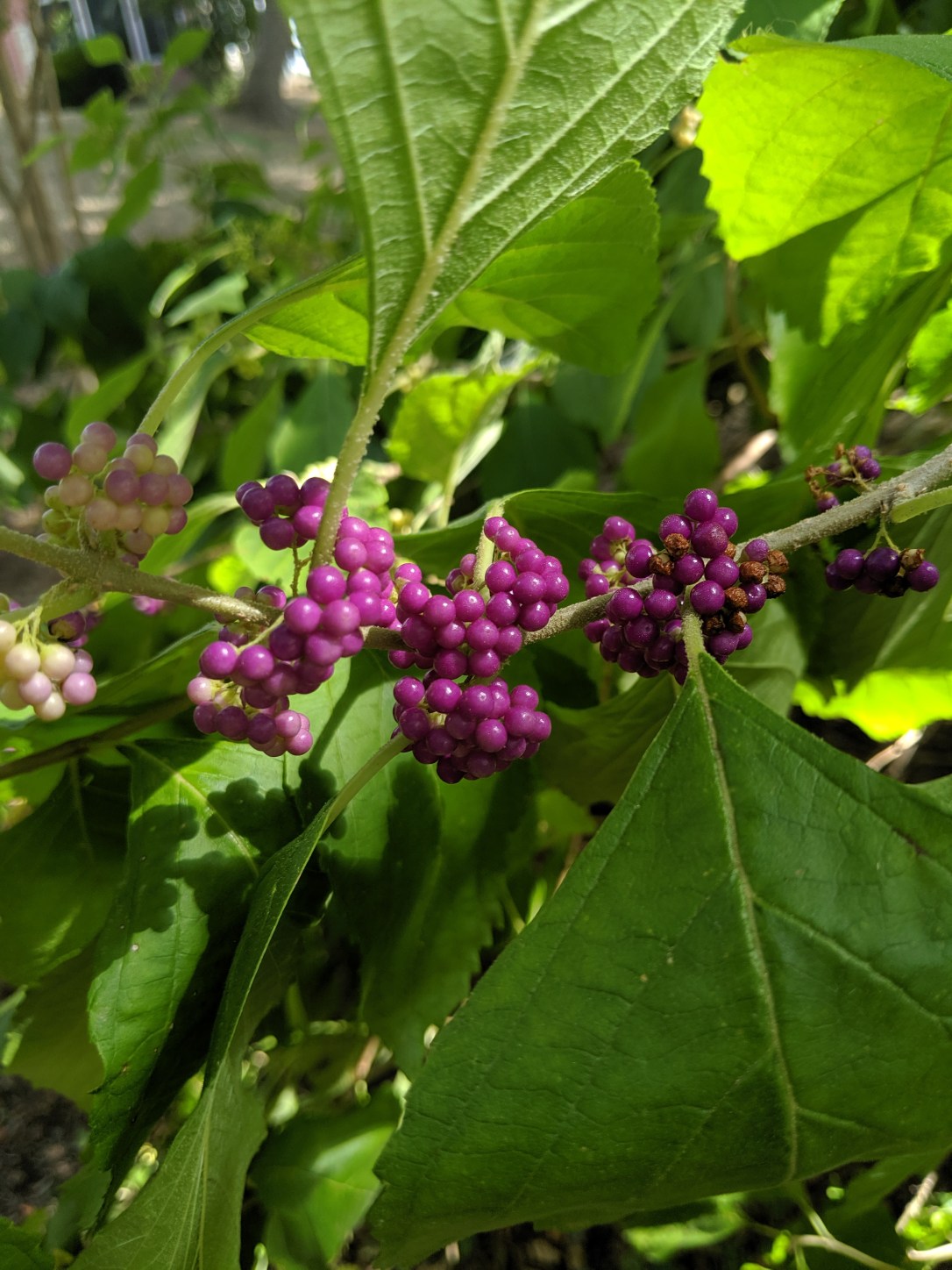 IMG_20190822_104852 (1)