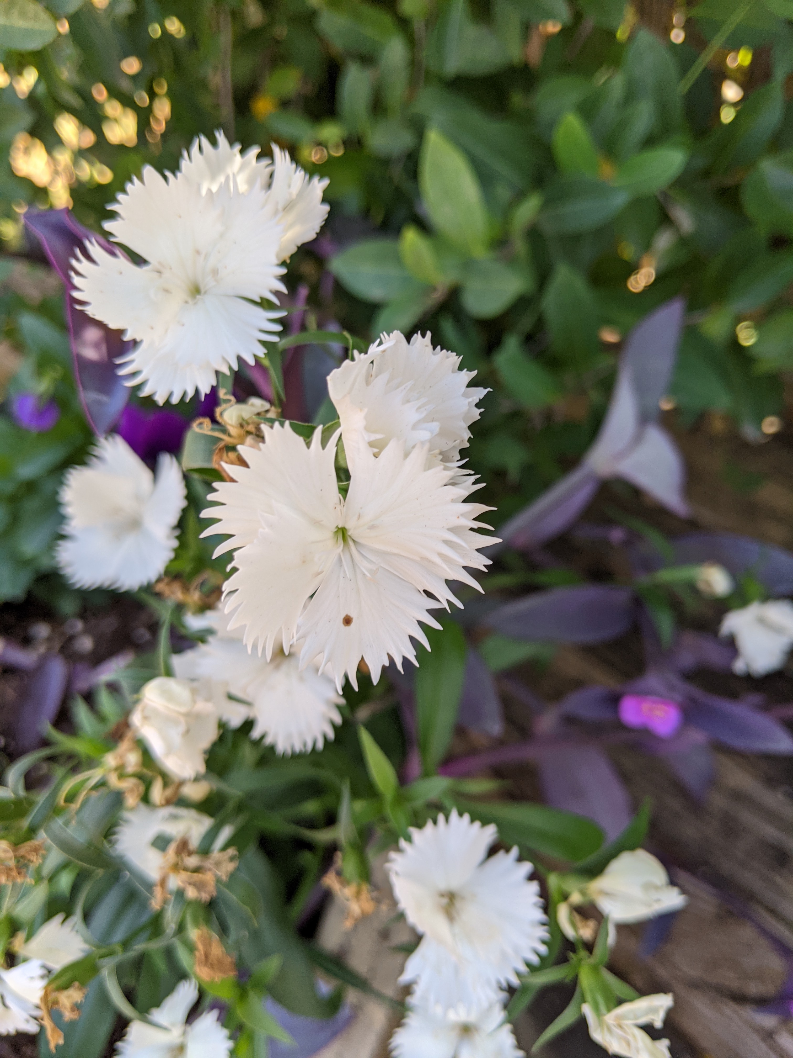 PXL_20201115_193834024.MP